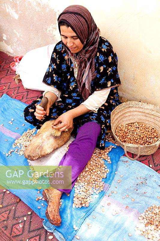 Shelling Argan nuts to obtain oil