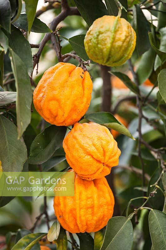 Citrus aurantium 'Canaliculata' - Grooved Bitter Orange

