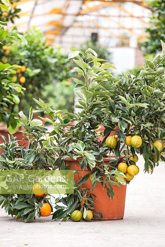 Citrus aurantium - Variegated Bitter Orange - potted plant ready for sale in nursery 