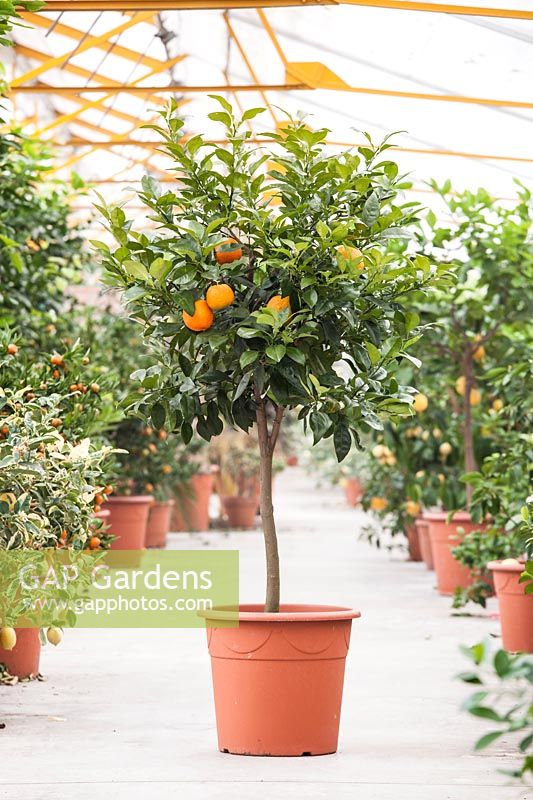 Standard Citrus aurantium - - Bitter Orange - pot-grown plants ready for sale in a nursery 