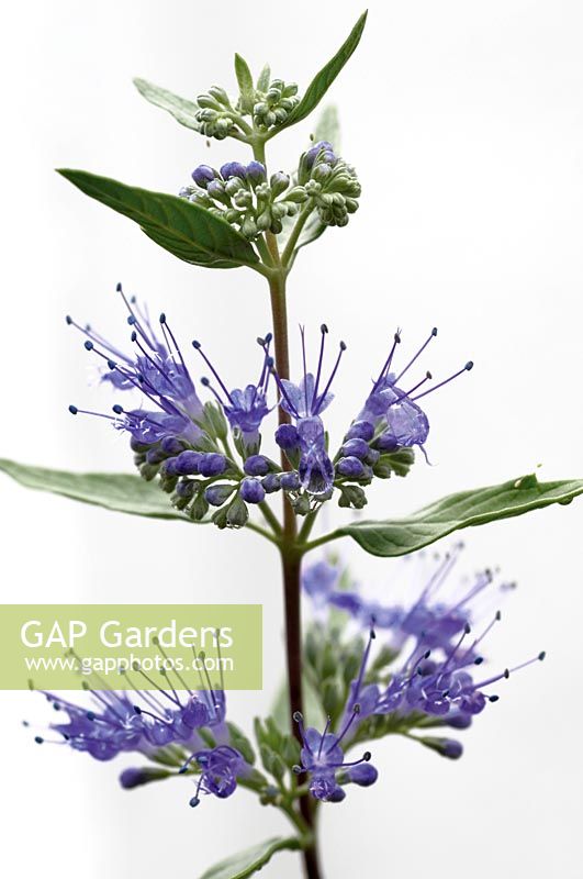 Caryopteris x clandonensis 'Heavenly Blue' AGM - August