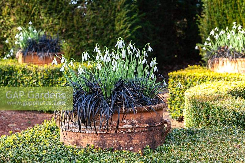 Galanthus 'James Backhouse' - Snowdrop - with Ophiopogon planiscapus 'Nigrescens' in a container 