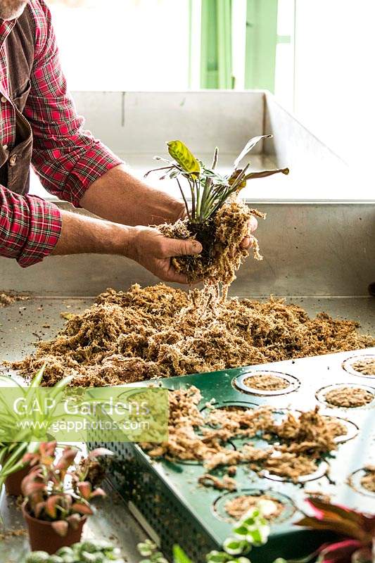 Wrapping plant rootball in Sphagnum Moss prior to inserting into module 