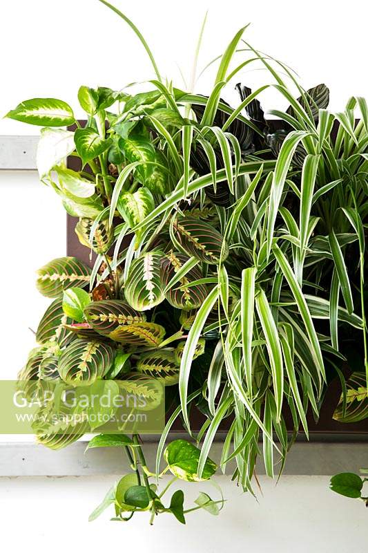 Vertical wall-mounted container of variegated houseplants