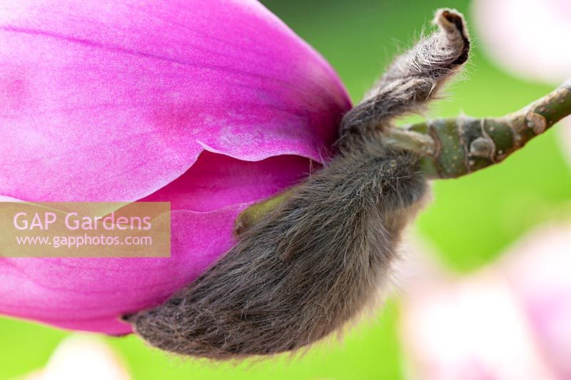 Magnolia 'Susanna van Veen' - close up of the silky bud of a single flower 