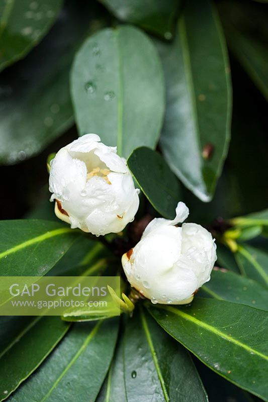 Camellia gordonia closed flowers