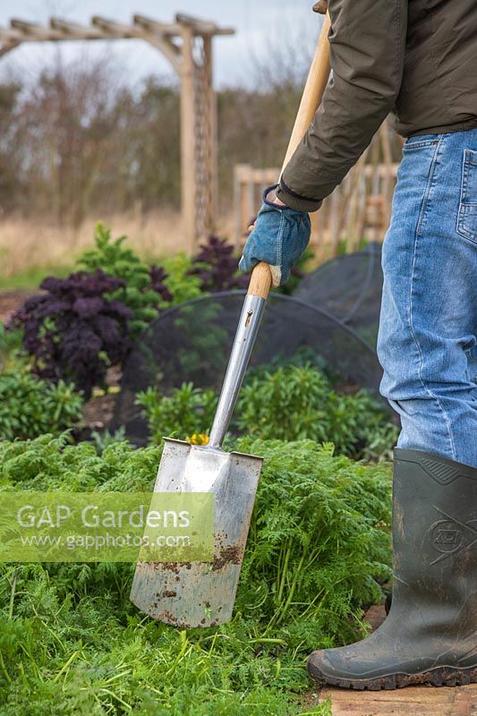 Man using spade to dig Phacelia into soil of vegetable garden