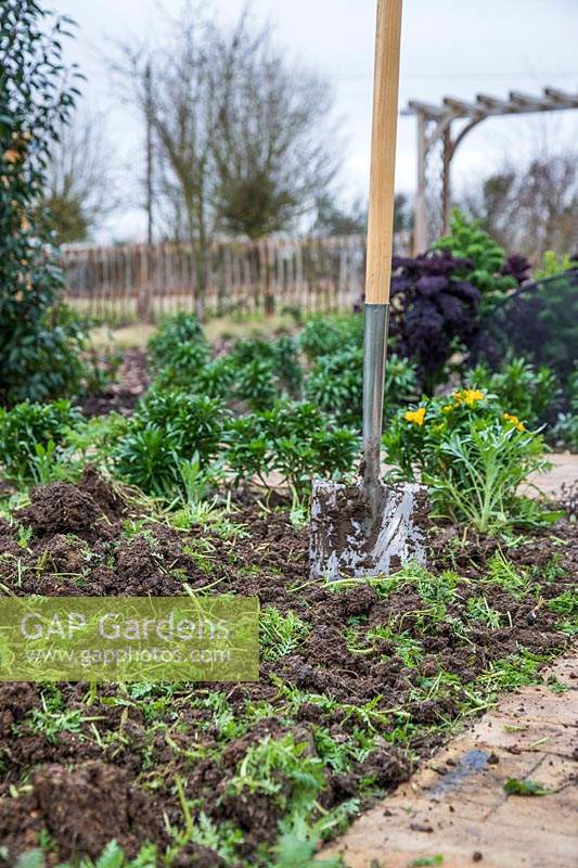 Phacelia after being dug into vegetable bed as green manure