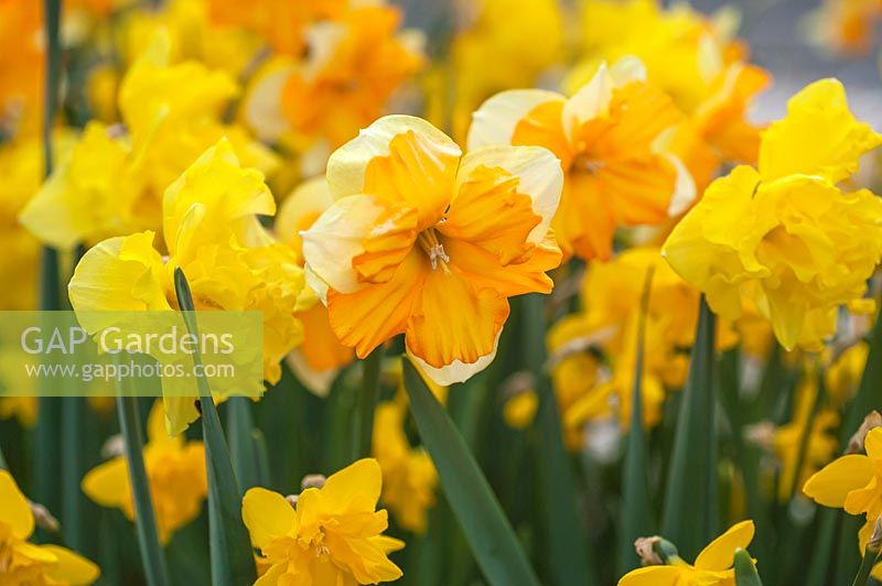 Butterfly Narcissus 'Orangery'  - Split-corona Daffodil in flowerbed