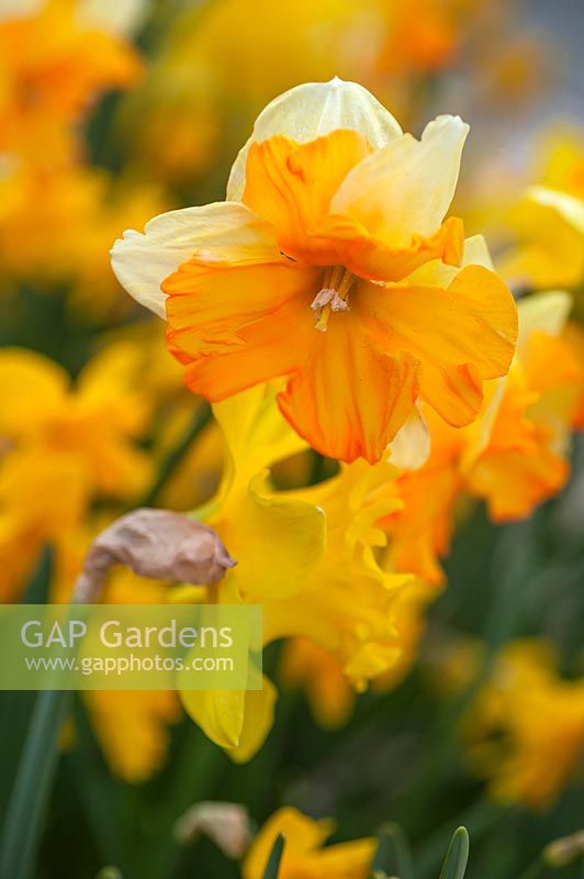 Butterfly Narcissus 'Orangery'  -  Split-corona Daffodil