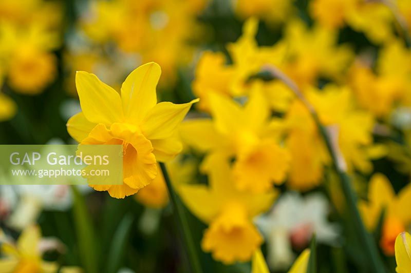 Narcissus 'February Gold' - Daffodil 'February Gold'
