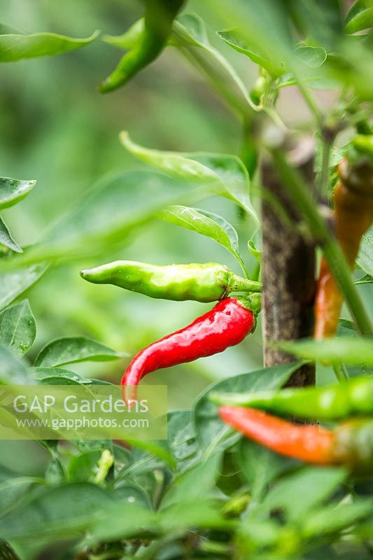 Capsicum annuum 'Cayenna' - Chilli pepper 'Cayenna'
