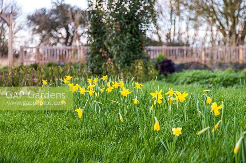 Narcissus 'February Gold' - Miniature Daffodil in flower on a bank on turfed lawn.