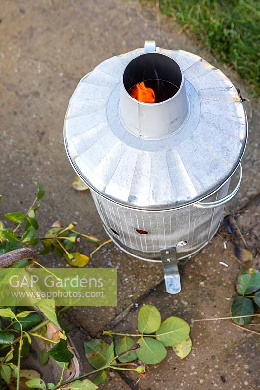 Burning diseased rose cuttings in galvanised mini incinerator