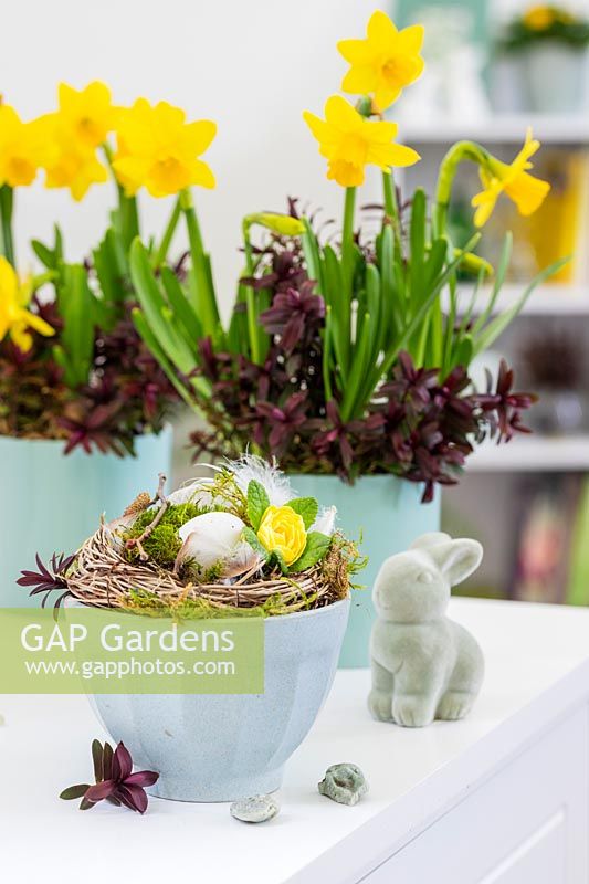 Easter display on sideboard. Nest with egg and Primula, Easter Rabit and pots planted with Narcissus 'Tete-a-tete' and Hebe 'Caledonia' 