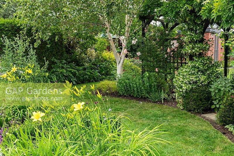 A suburban garden with a curving mowed grass path winding round perennial borders with Hemerocallis, a small pergola, and a white-stemmed Betula - Birch