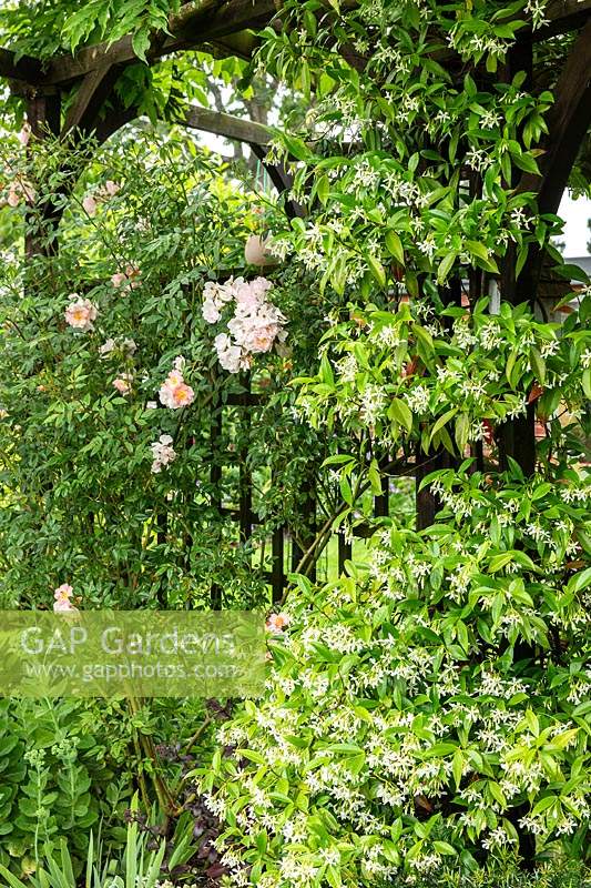 Trachelospermum jasminoides - Star Jasmine - and Rosa - Climbing Rose - on a up a wooden pergola in an informal country garden