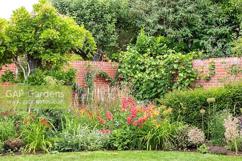 A mixed border backed by a brick wall, plants include Wisteria, Vitis vinifera - Grape Vine, Malus domestica - Apple - with perennials and shrubs in front