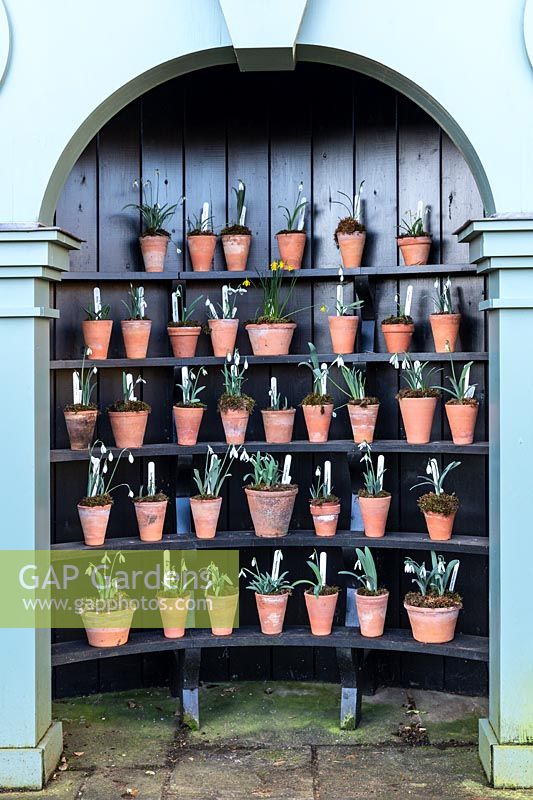 Display of Galanthus - Snowdrop - in small pots in an Auricula Theatre