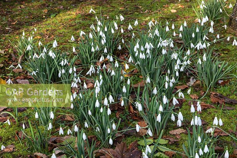 Galanthus 'James Backhouse' - Snowdrop - drift growing amongst moss and fallen leaves