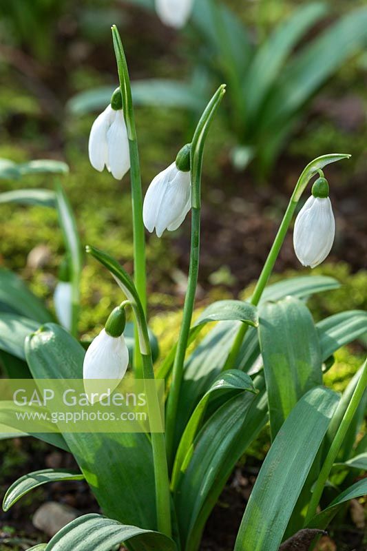 Galanthus ikariae 'Butt's Form' - Snowdrop