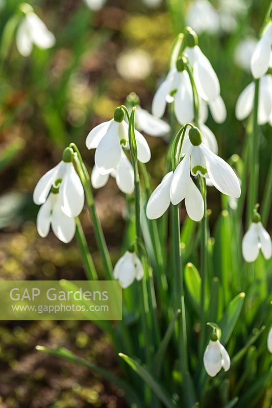 Galanthus 'S. Arnott' - Snowdrop