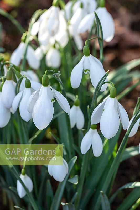 Galanthus elwesii var. monostictus 'Hiemalis' - Snowdrop