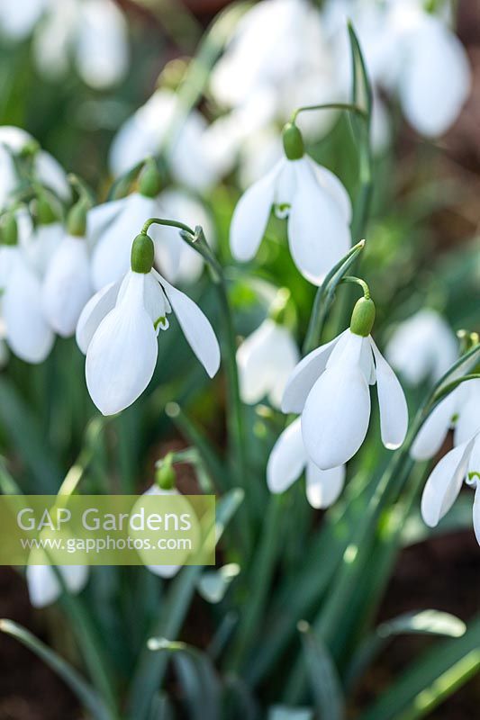 Galanthus elwesii var. monostictus 'Hiemalis' - Snowdrop