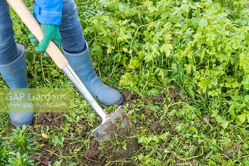 Woman using spade to chop and dig green manure into soil in vegetable garden. 