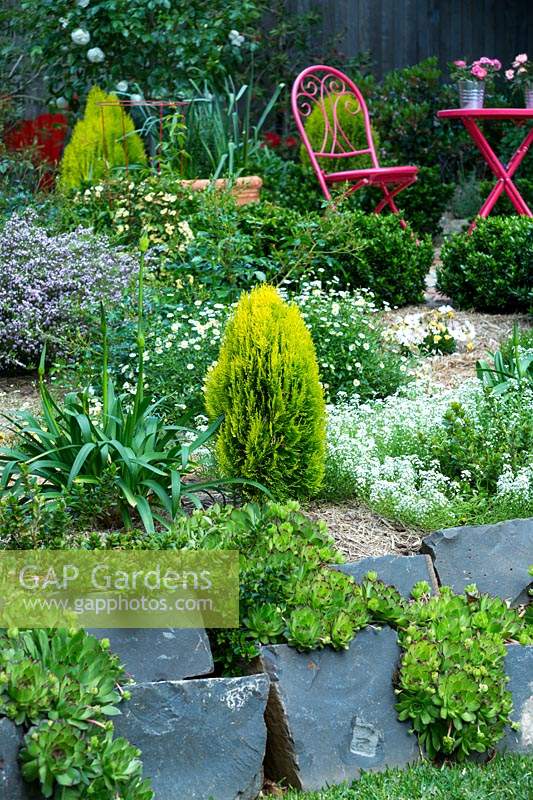 A straw-mulched garden, with flowering ground cover plants. By a bluestone retaining wall grows Agapanthus and dwarf Golden Biota, with yellow foliage.
