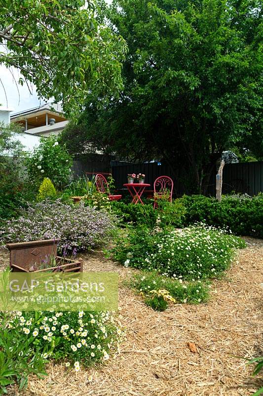  
A straw-mulched garden with Seaside dasies and Disoma.