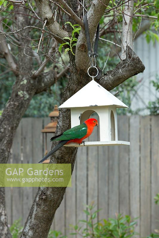 A male King Parrot in lantern shaped bird feeder suspended in a Peach tree.
