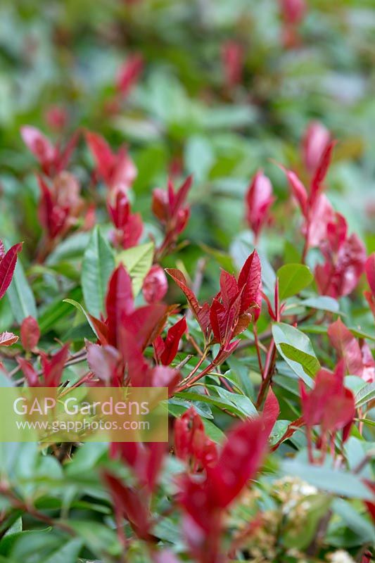 Photinia 'Red Robin'