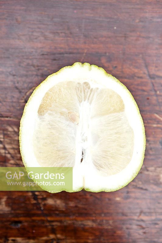 Citrus medica maxima - Citron - cut to show thick rind 
