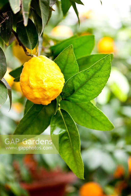 Citrus medica 'Canarone' - Citron 