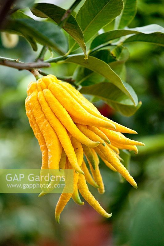 Citrus medica digitata - BuddhaÂ´s Hand - fruit with unusual 'fingers' 