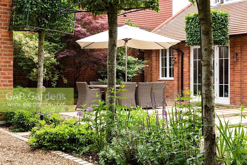 Carpinus - Hornbeam - square trained trees with frames visible, view through trees and underplanting to dining area on patio