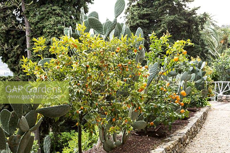 Fortunella margarita - Kumquat - in raised bed at end terrace planted with grey Cactus 