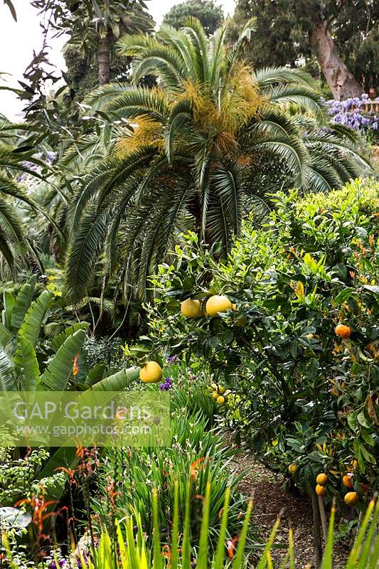 View along terrace with Citrus - trees, Palm trees beyond