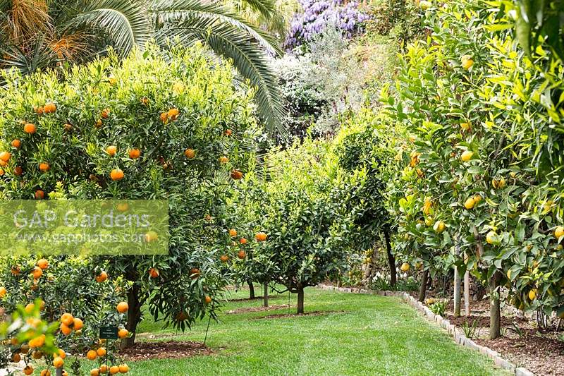 Citrus, some in grass and others in rows in ground