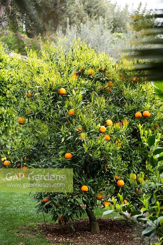 Citrus aurantium salicifolia - Willowleaf Sour Orange - growing in grass 