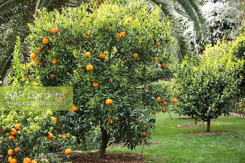 Citrus aurantium salicifolia - Willowleaf Sour Orange - in an orchard or grove 