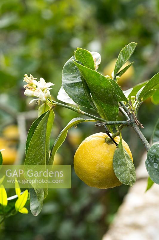 Citrus limone 'Femminello Zagara Bianca' - Lemon - branch with fruit, flowers and foliage