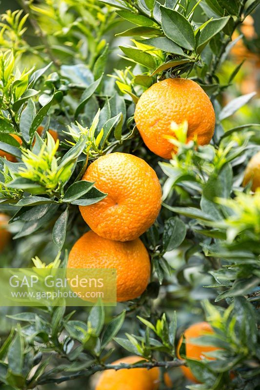 Citrus myrtifolia - Myrtle-leaved Orange or Chinotto