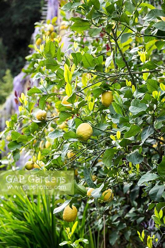 Citrus 'Femminello Zafara Bianca' - Lemon 