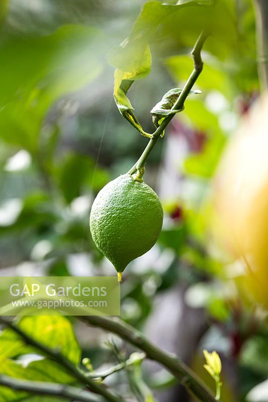 Citrus 'femminello Zafara Bianca' - Lemon - green unripe fruit 