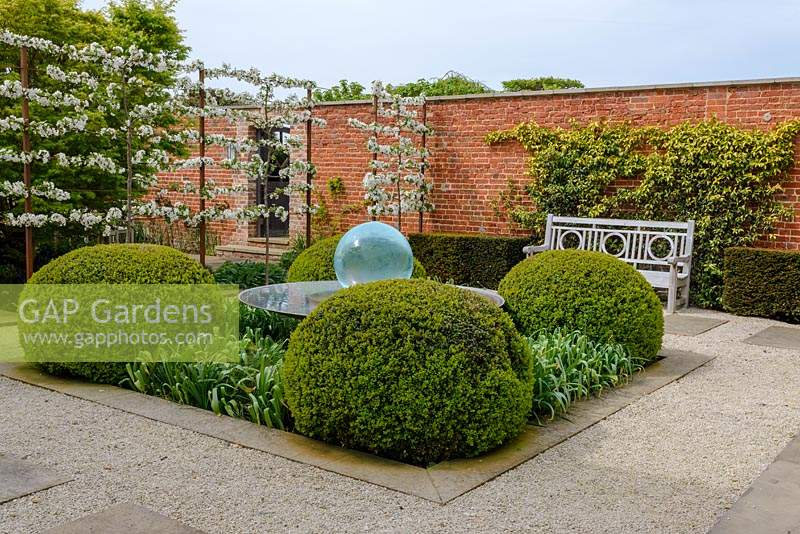 Formal but contemporary garden, Malus 'Evereste' - Crabapple - pleached trained espaliers in blossom, screen a bed with Aqualens water feature and Buxus sempervirens - Box - large clipped balls with Allium foliage, paved surround and wooden bench in front of Trachelospermum jasminoides on brick wall