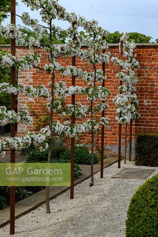 Malus 'Evereste' - Crabapple - pleached trained espalier in blossom, free-standing screen planted in gravel, joins brick wall
