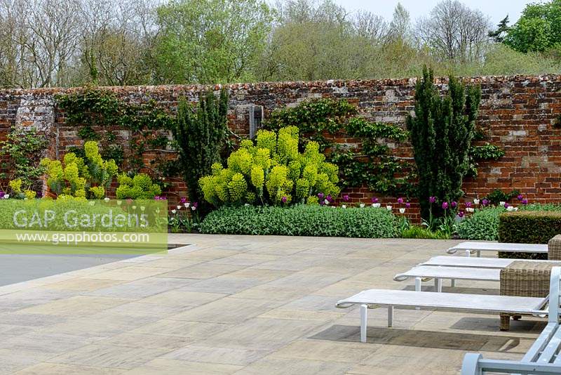 View across paved terrace with recliners to a border backed by old brick wall, planting: Tulipa - Tulip -'Negrita', 'Shirley' and 'White Dream', Nepeta - Catmint,  Euphorbia characias subsp. wulfenii - Spurge and Taxus baccata fastigata - Irish Yew 