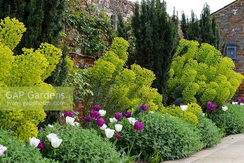 Tulipa - Tulip - 'Negrita', 'Shirley' and 'White Dream' - with Nepeta - Catmint,  Euphorbia characias subsp. wulfenii - Spurge and Taxus baccata fastigata - Irish Yew in a border backed by an old brick wall